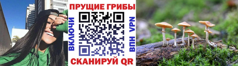 kraken вход  продажа наркотиков  Бологое  Псилоцибиновые грибы прущие грибы 